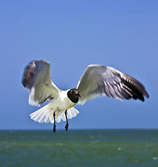 seagull225