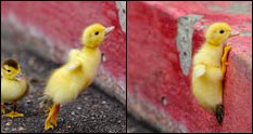 twoducklings.jpg
